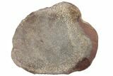 Slab Of Agatized Dinosaur Bone (Kritosaurus) - Texas #190192-2